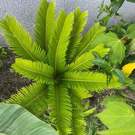 Au Paradis D'alsace 55 M2 Nature & Relax Apartamento Ingwiller