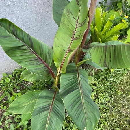 Au Paradis D'alsace 55 M2 Nature & Relax Apartamento Ingwiller